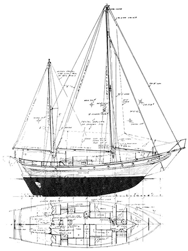 PORPOISE (GARDEN) - Drawing