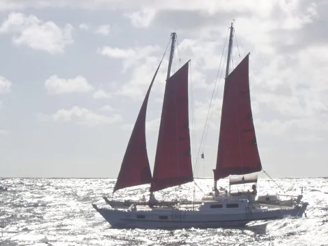 Tiki 38